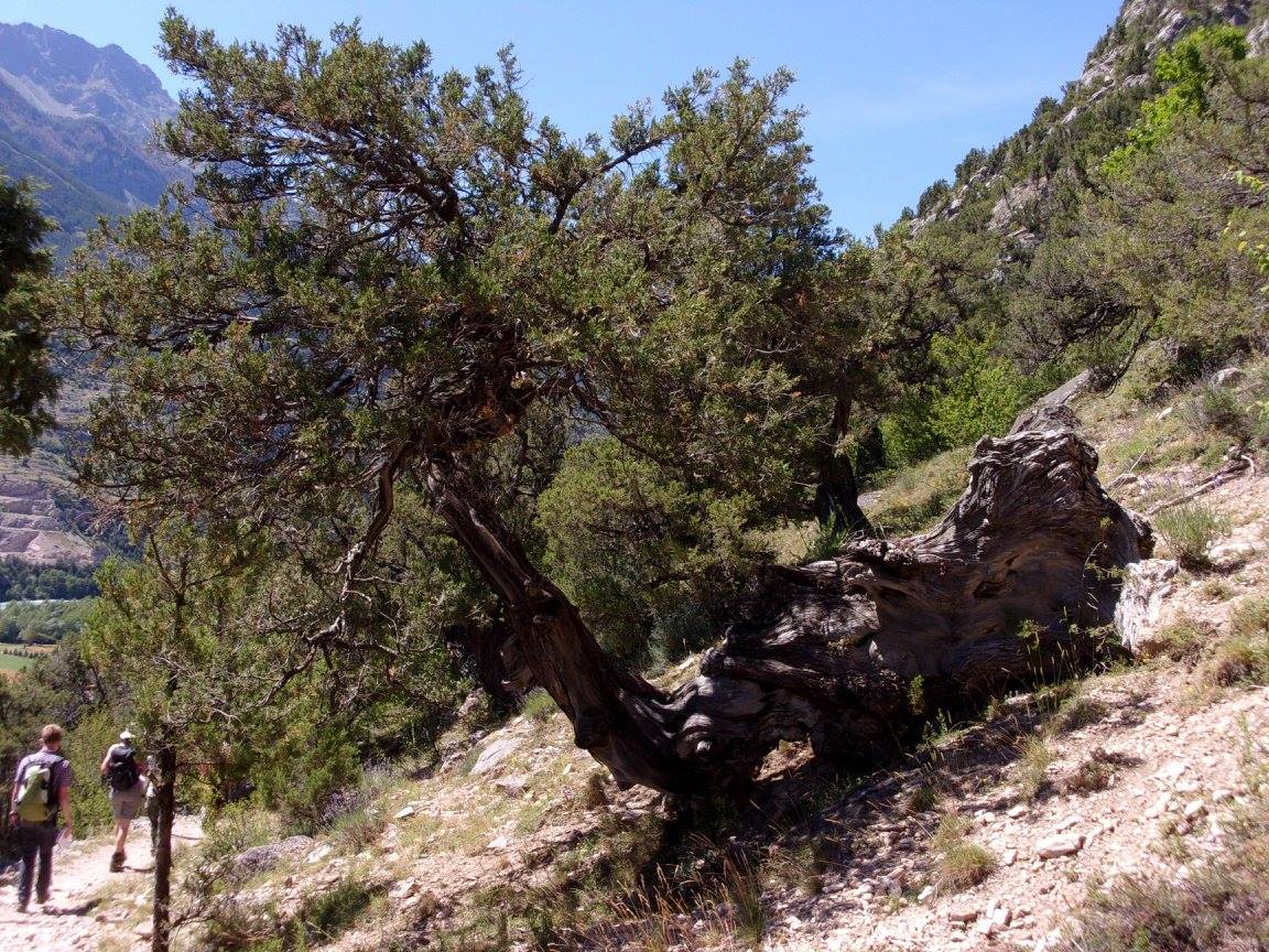 Annexe thurifère.jpg