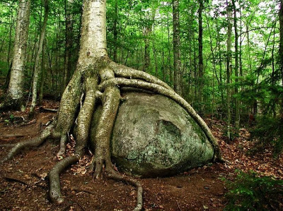 Annexe strange_and_funny_trees_29.jpg