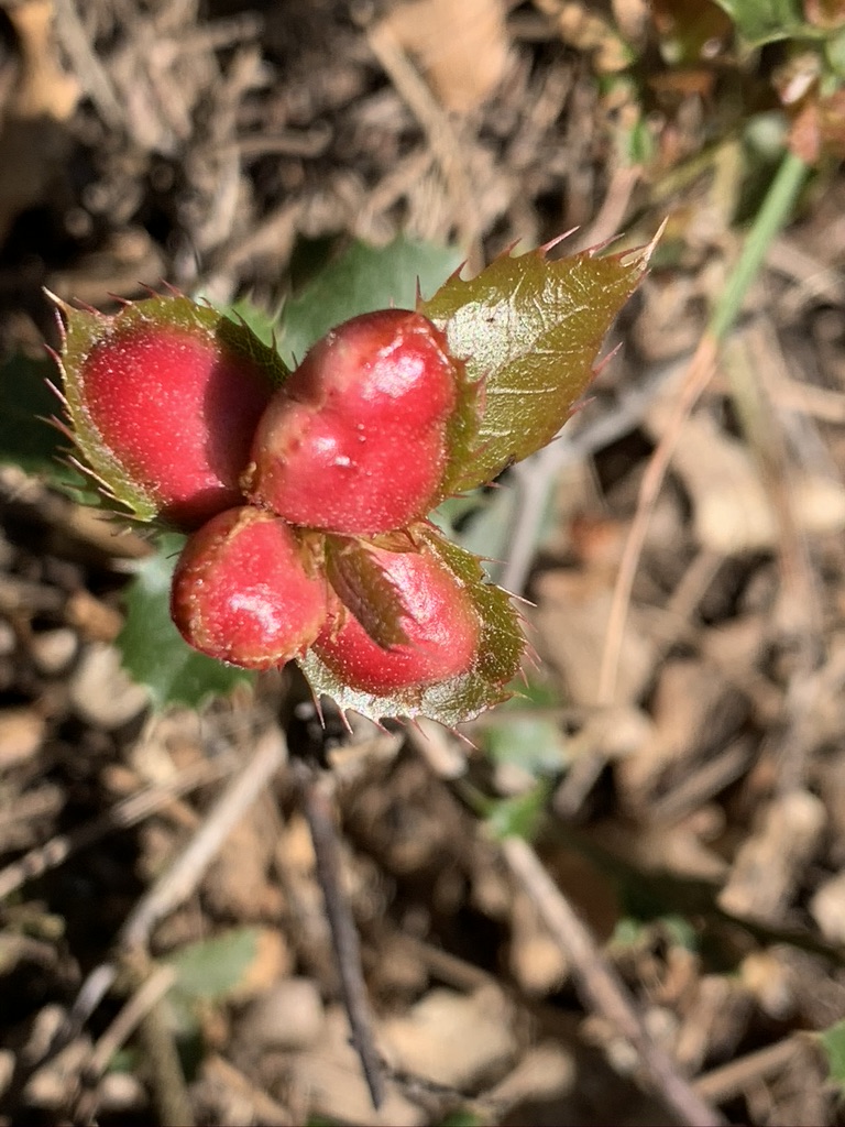 Annexe 998CD983-B122-4C8F-8363-3707CD8F8BCE_1_105_c.jpeg