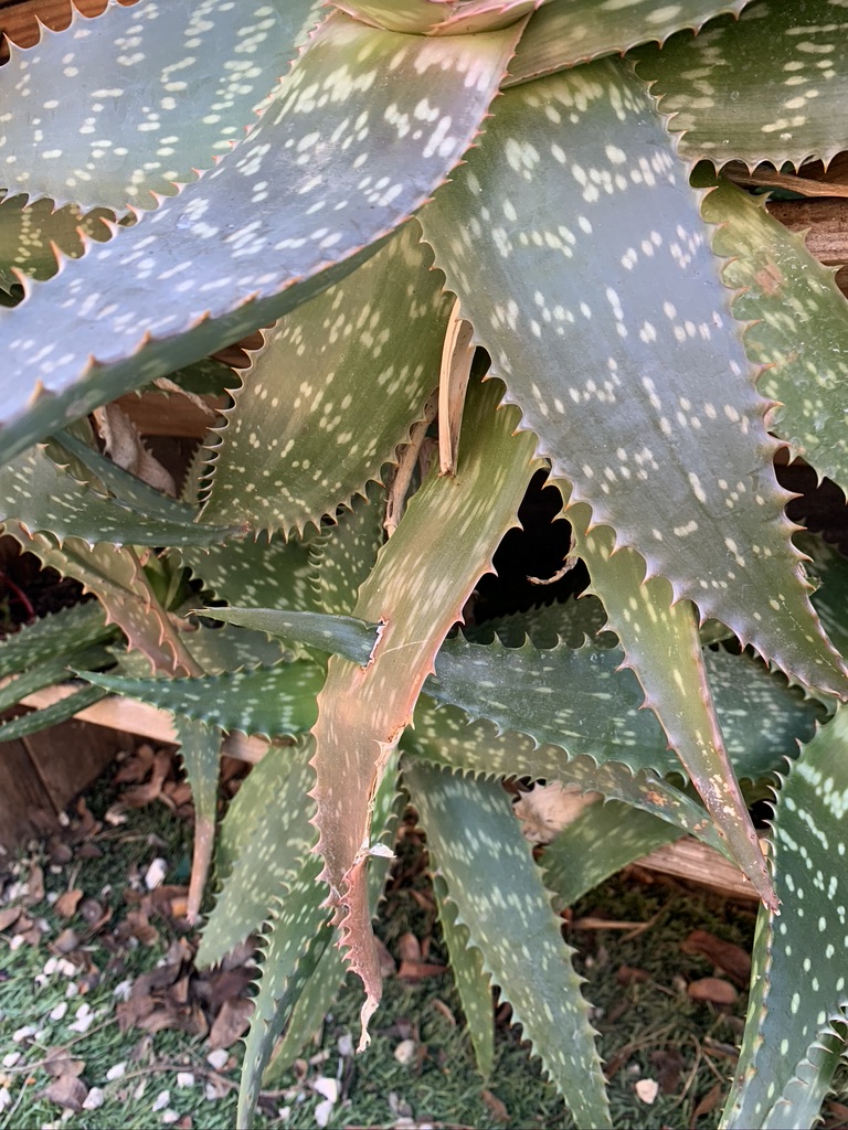 Annexe ADF4CC79-BBB5-480A-99CF-FCE2D60EBD48_1_105_c.jpeg