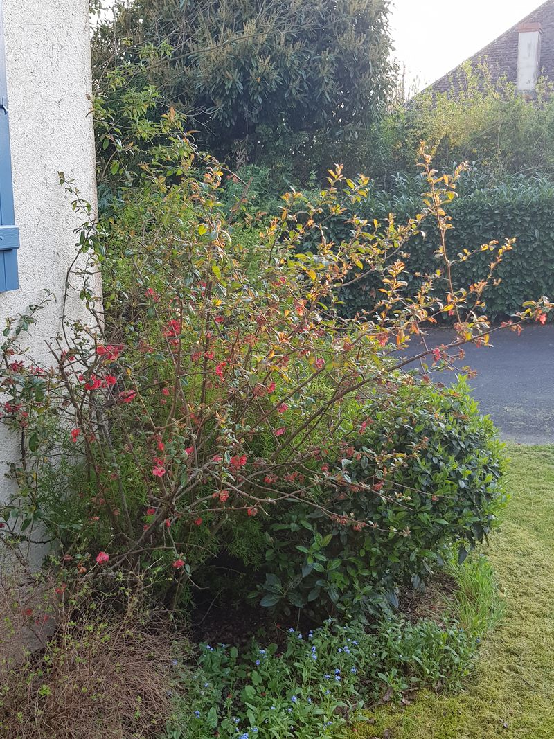 Annexe 20200410_194523.jpg