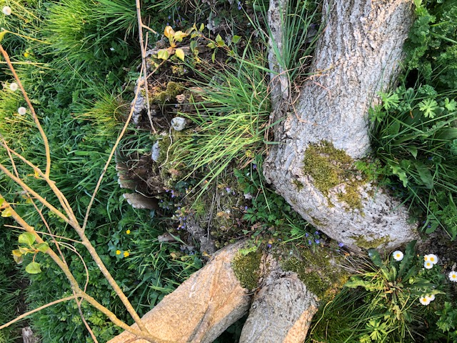 Annexe 56279AFB-B0FE-43EA-BB8F-C3A8FB88C60A.jpeg