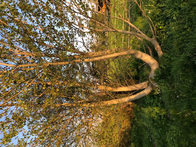 Annexe AE0EE303-B65E-49A3-9DA5-1F8A223180A5.jpeg