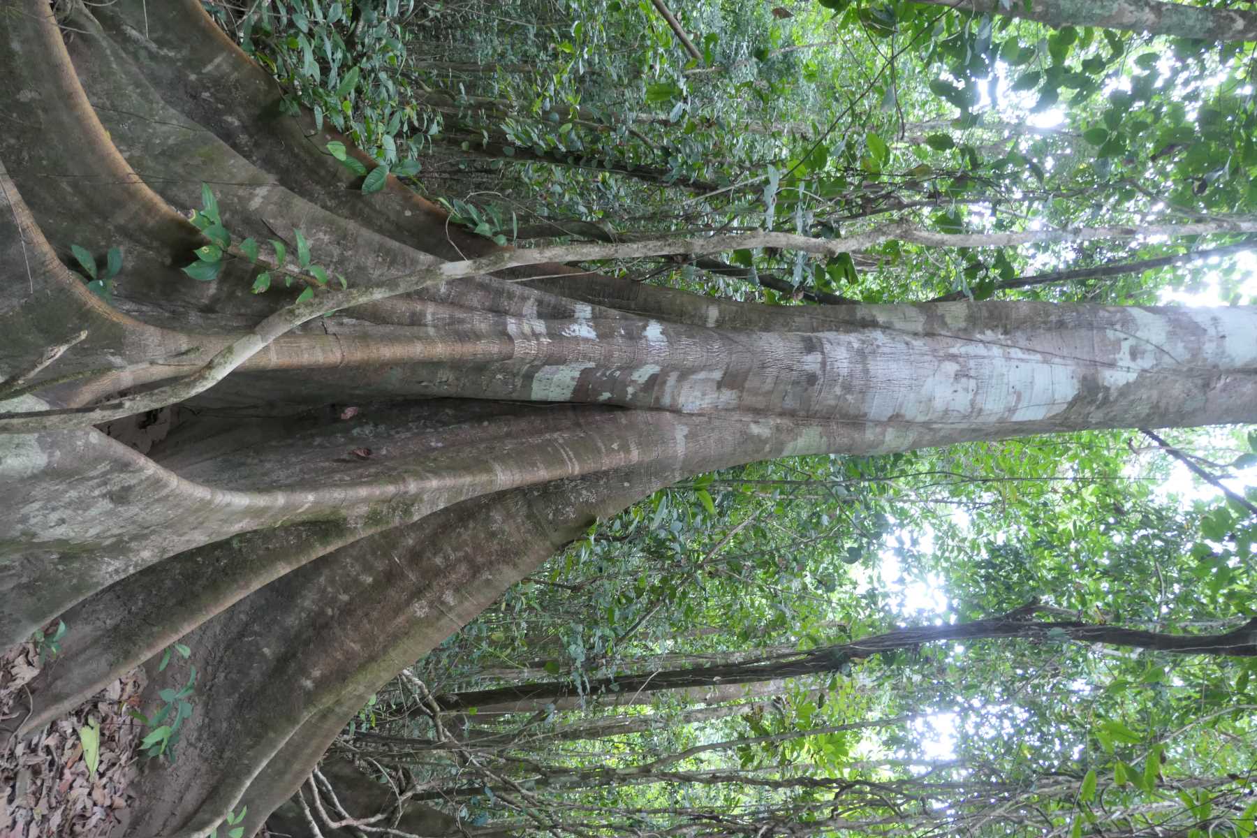 Annexe P1022634-2.JPG