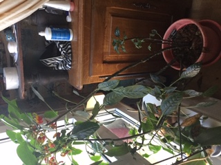 Annexe imaptient.JPG