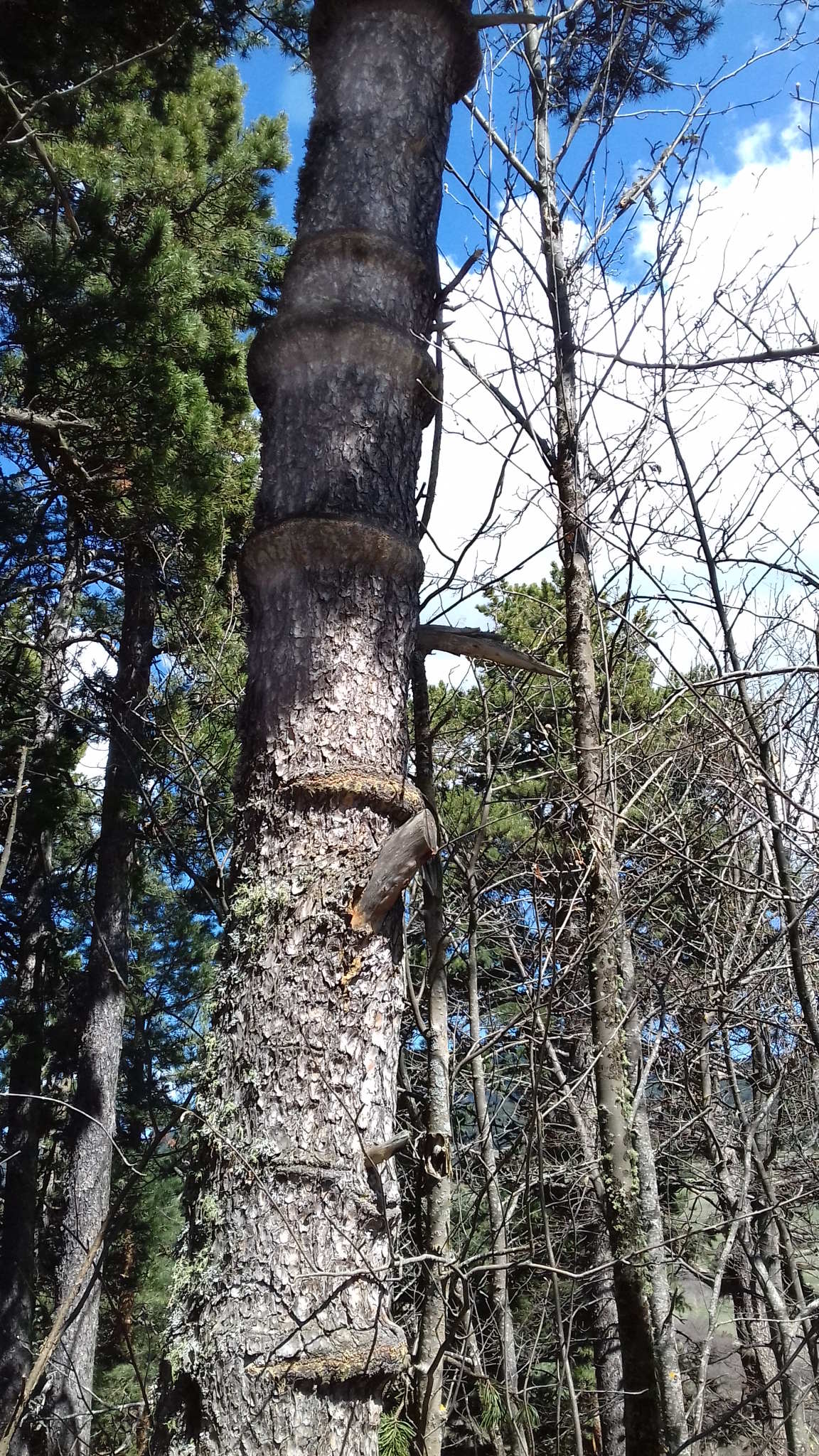 Annexe arbre-bracelet-petit (1).jpg