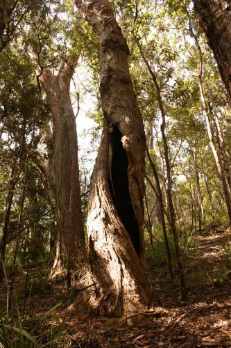 Annexe SouthCoastTree.jpg