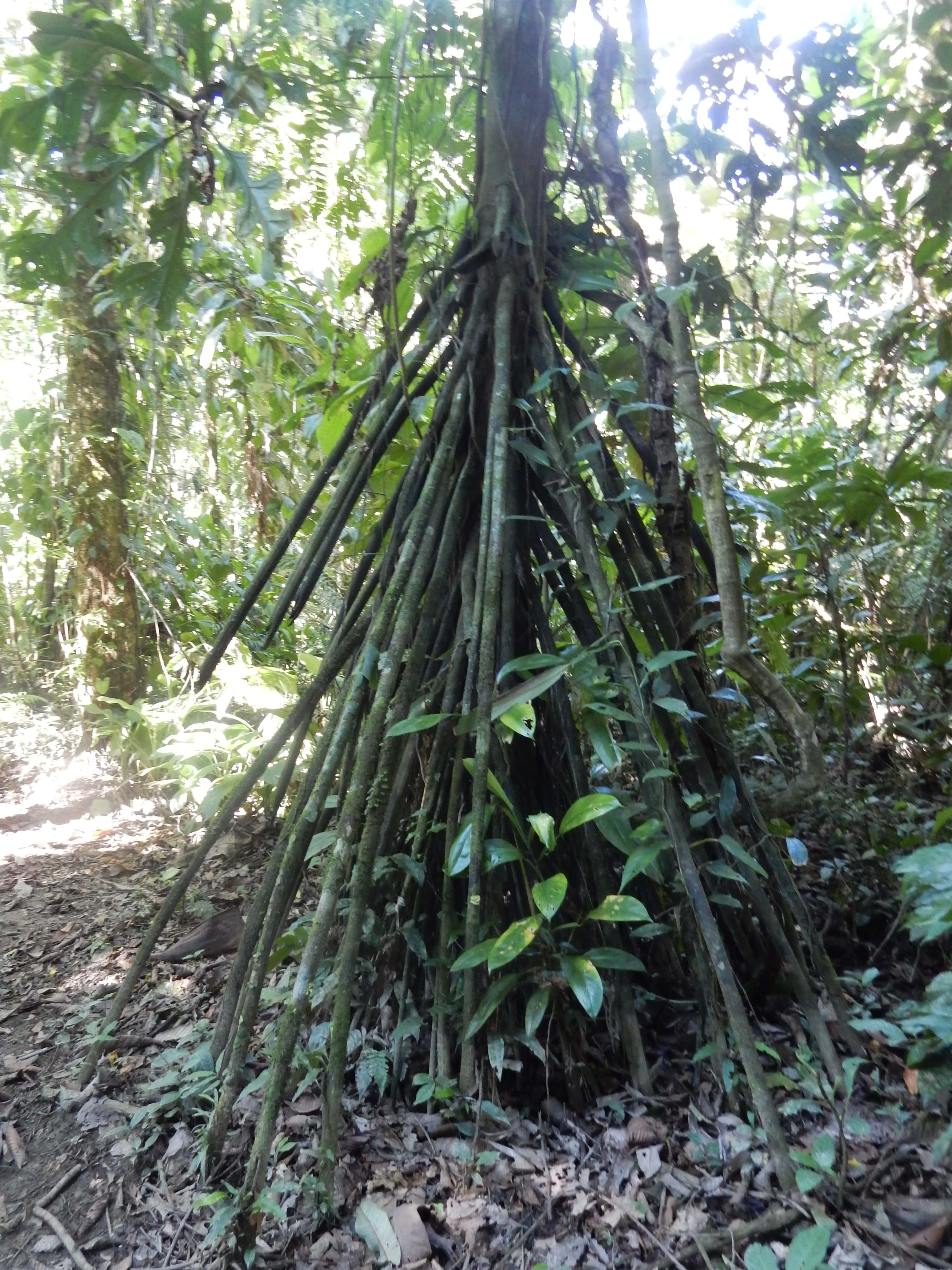 Annexe plante qui marche .JPG