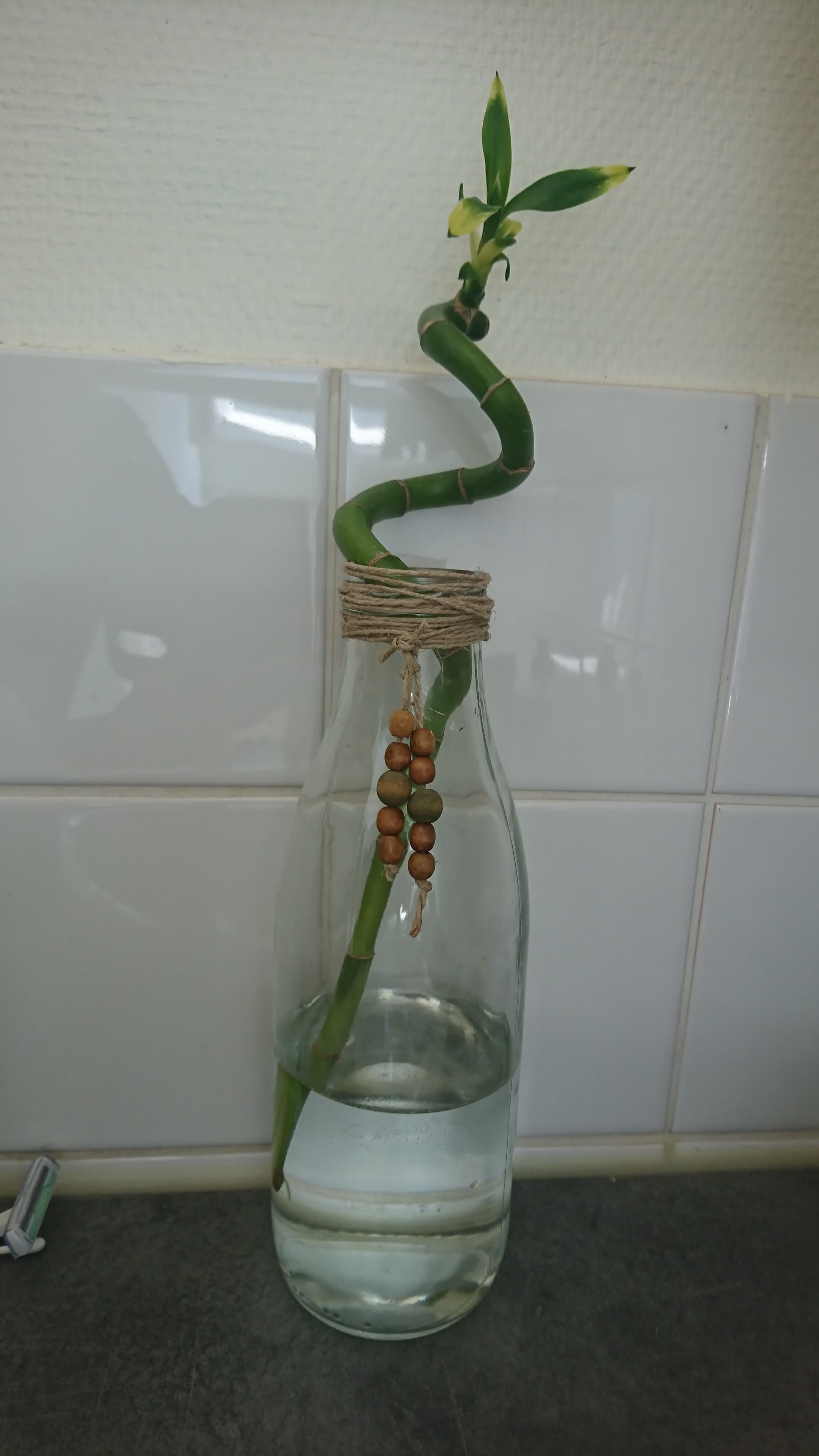 Annexe luckybamboo.jpg