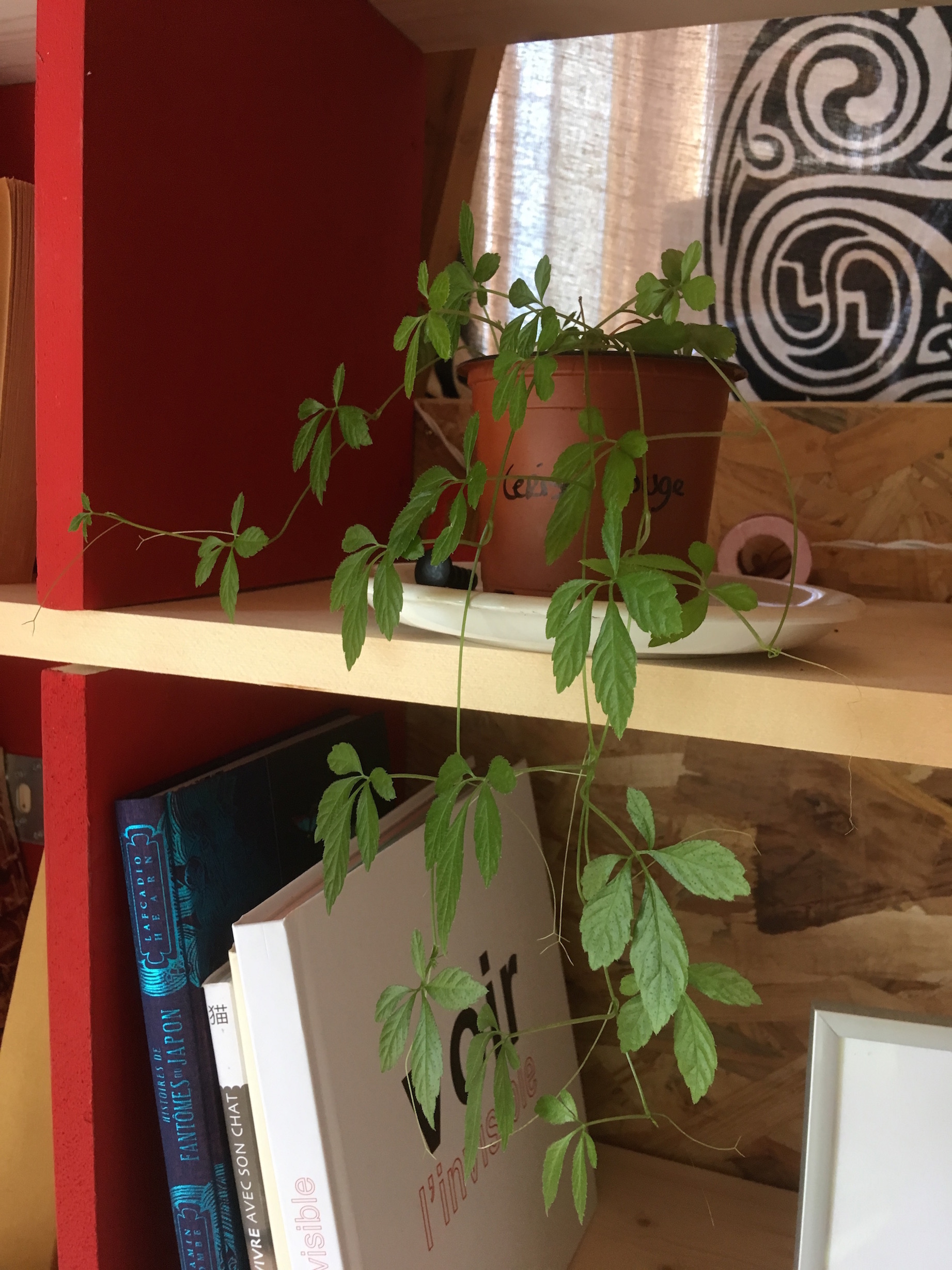 Annexe Jiaogulan.JPG