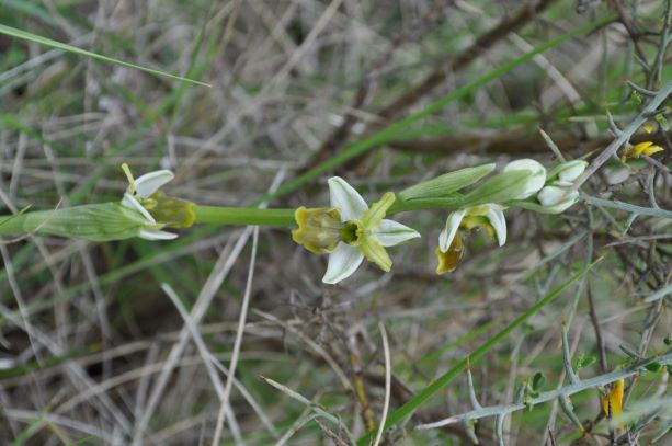 Annexe Ophrys sphegodes hypocromatique.JPG