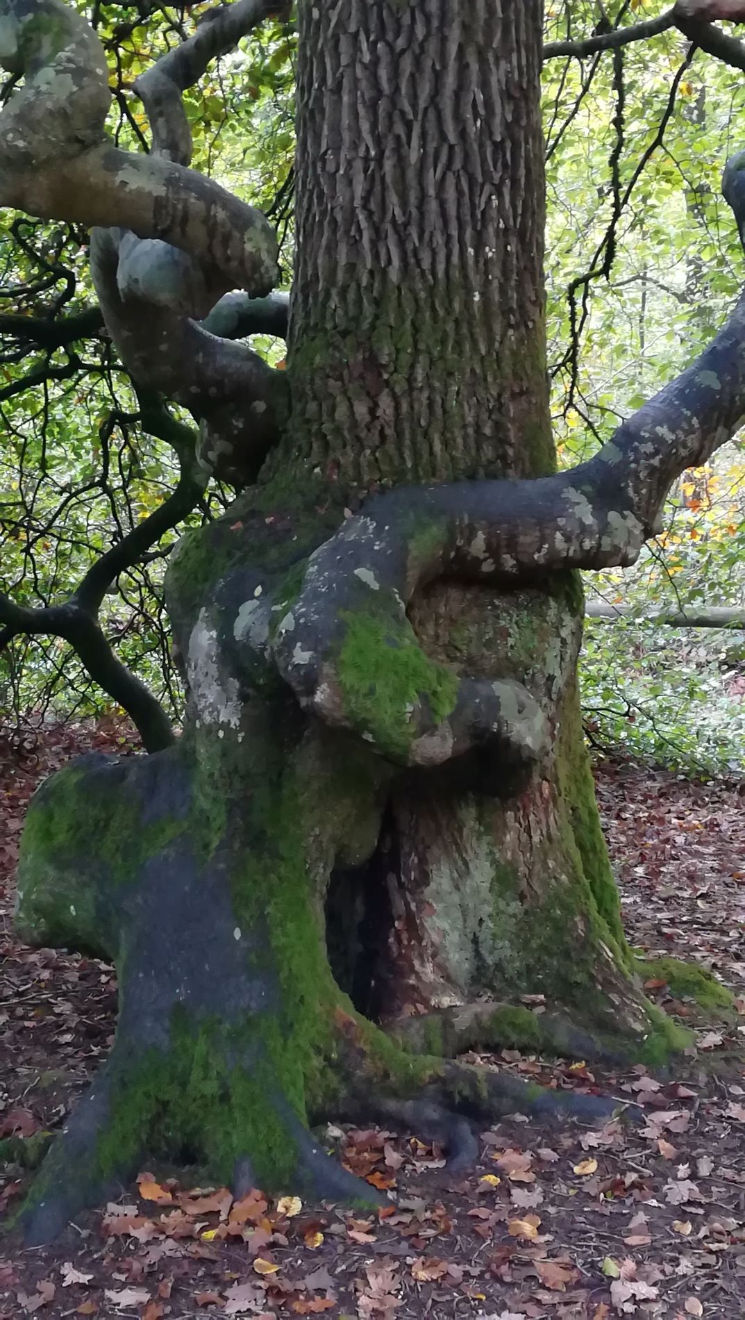 Annexe 191012-5 Faux de Verzy.jpg