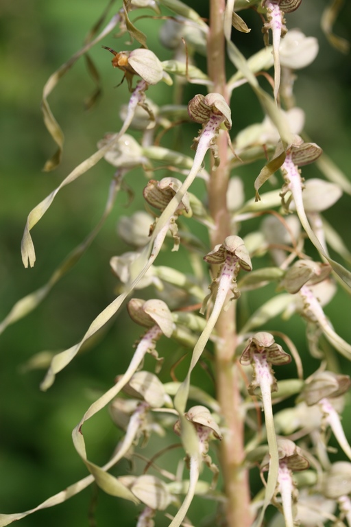 Annexe Himanthoglossum hircinum détail.JPG