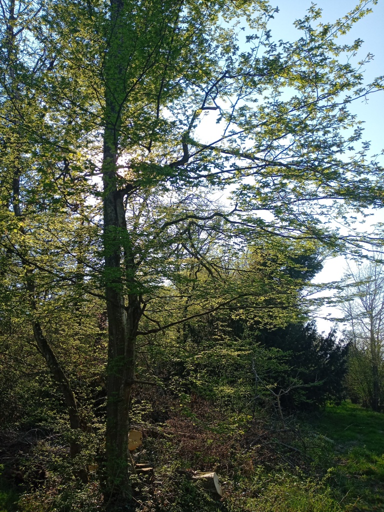 Annexe IMG_20200411_171424160P.jpg