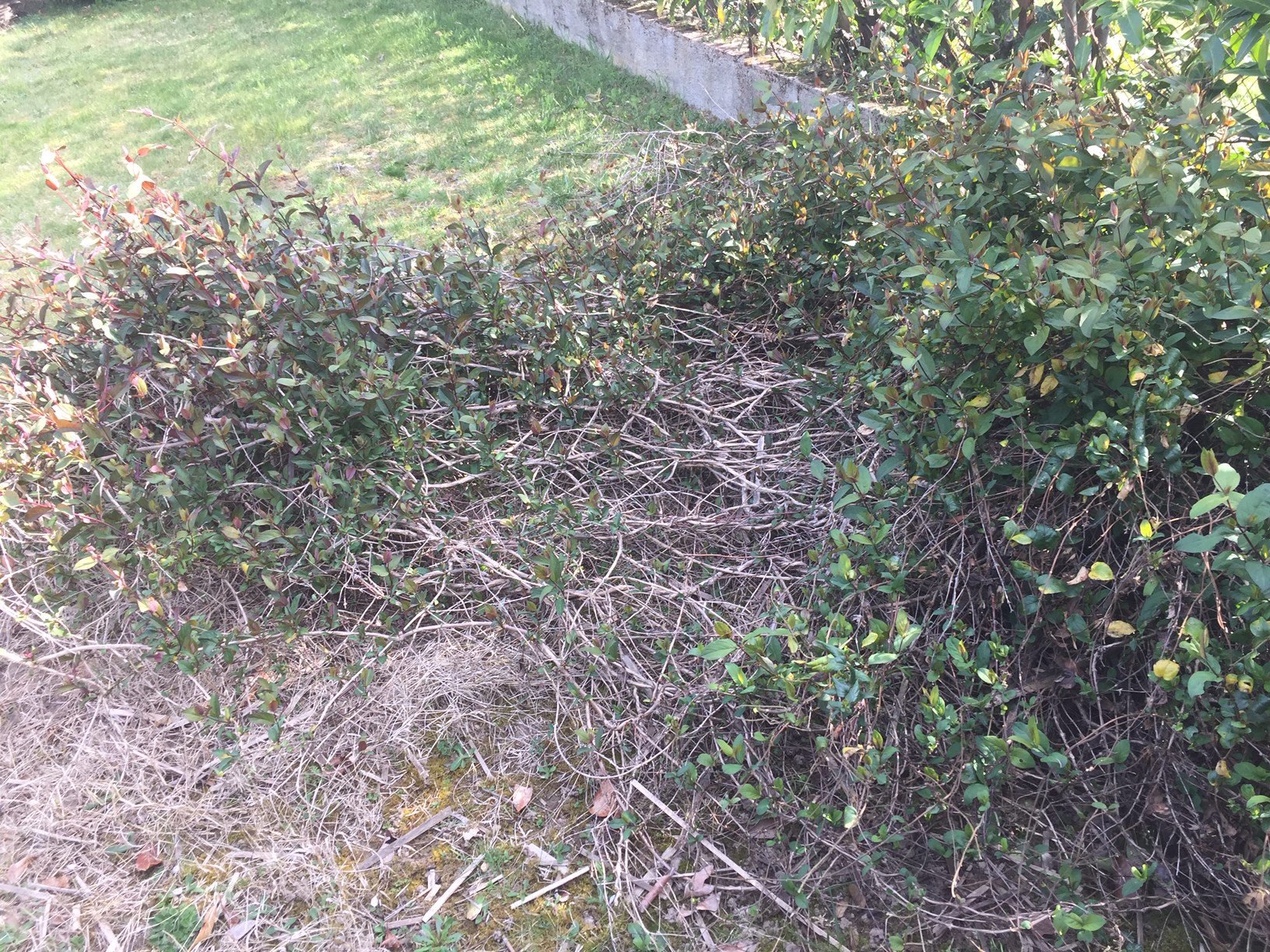 Annexe chevrefeuille ensemble.JPG