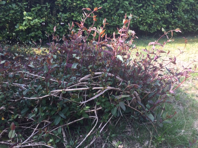 Annexe pied de chevrefeuille.JPG