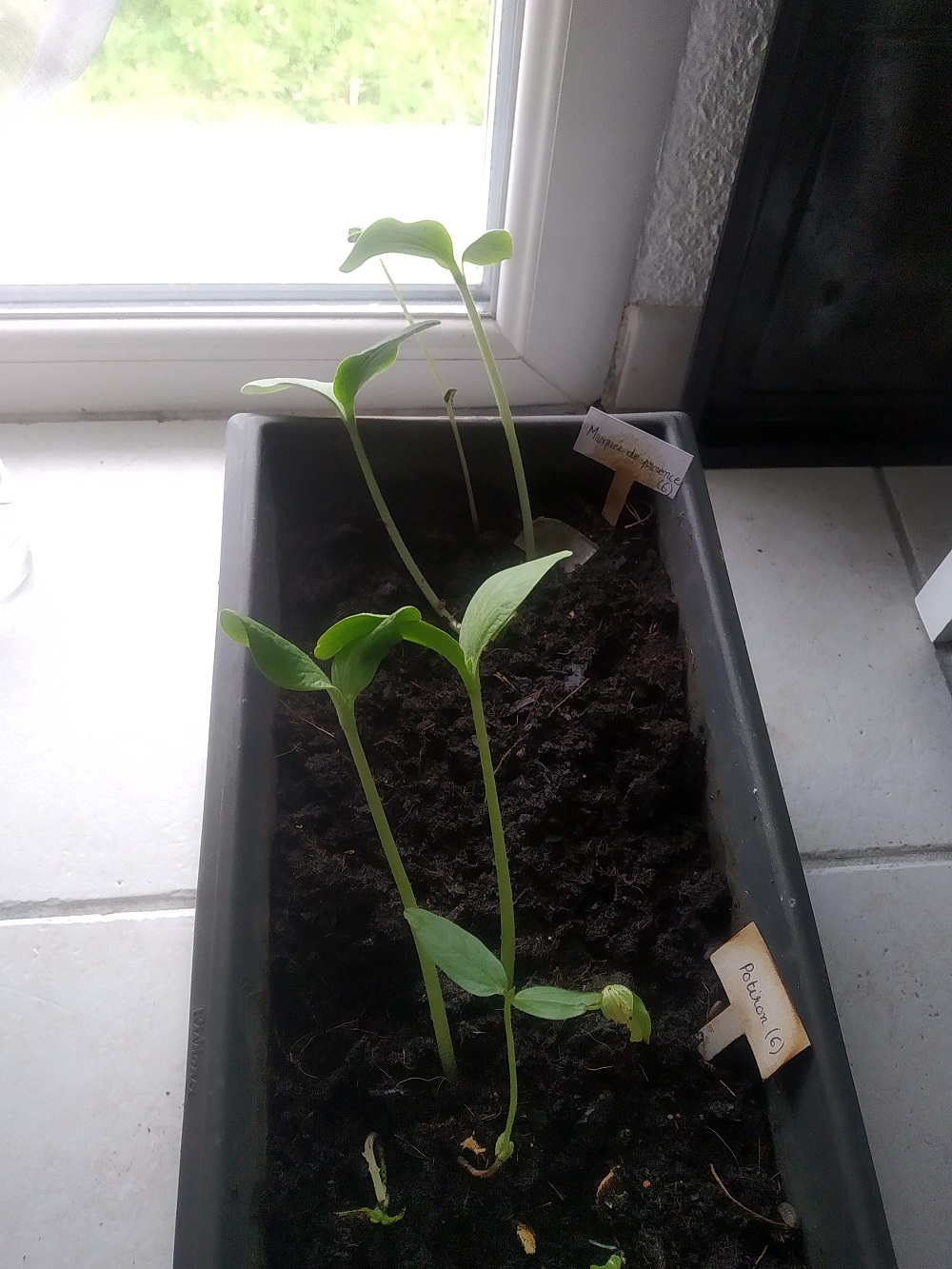 Annexe potiron plant.jpg