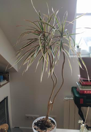 Annexe Capture d’écran 2020-04-12 à 11.20.55.png