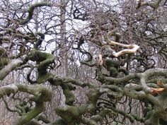 Annexe 223dbcfb5d2cea3adbff8073b24ccf4e--fagus-frances-oconnor.jpg