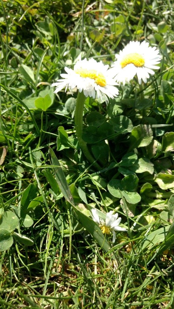 Annexe signal-2020-04-12-160044P.jpg