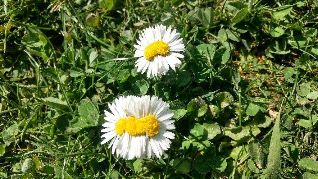 Annexe signal-2020-04-12-160046P.jpg