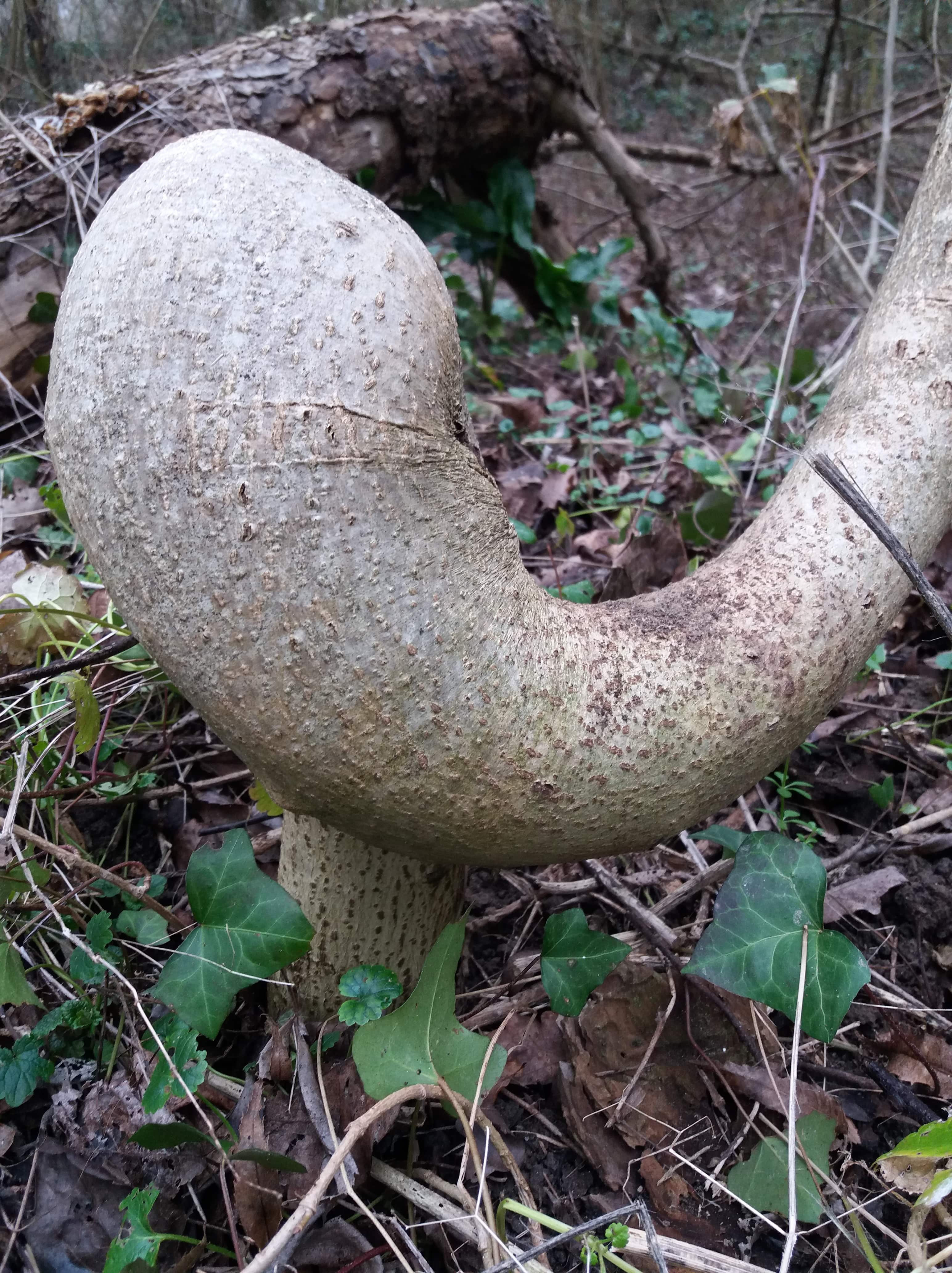 Annexe 20190113_123928-min.jpg