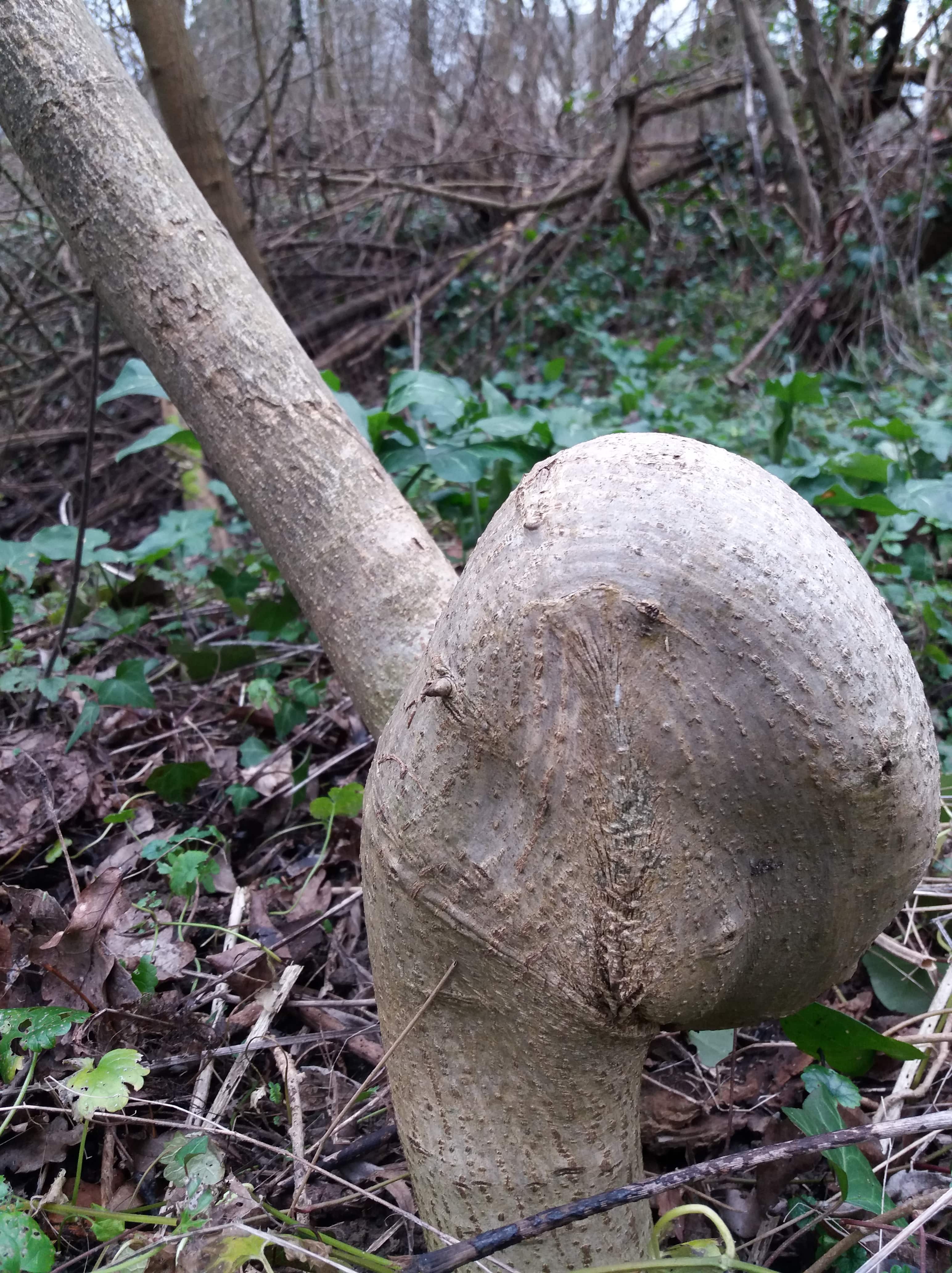 Annexe 20190113_123942-min.jpg