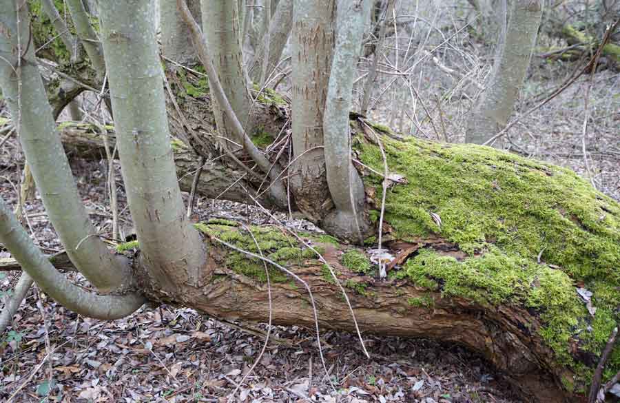 Annexe Rejet tenace.jpg