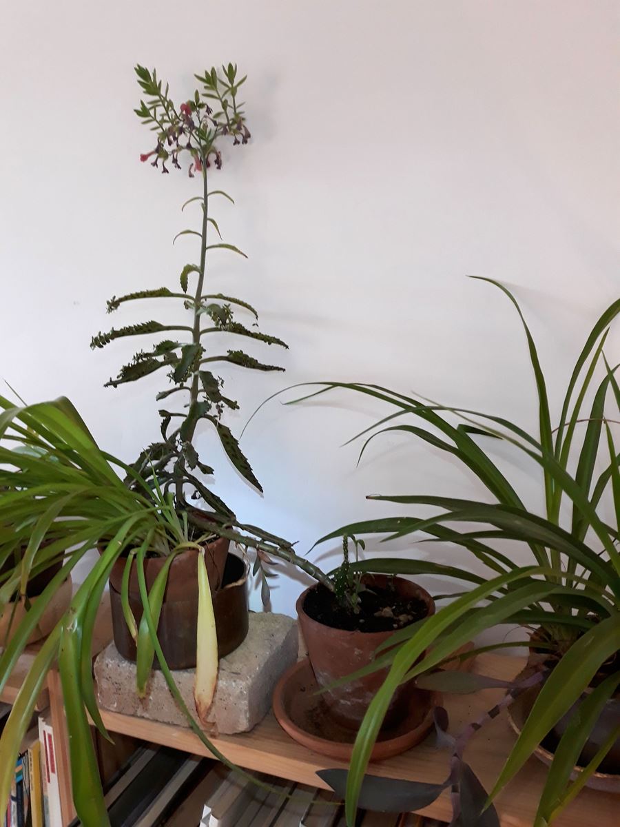 Annexe _Kalanchoe daigremontiana.jpg