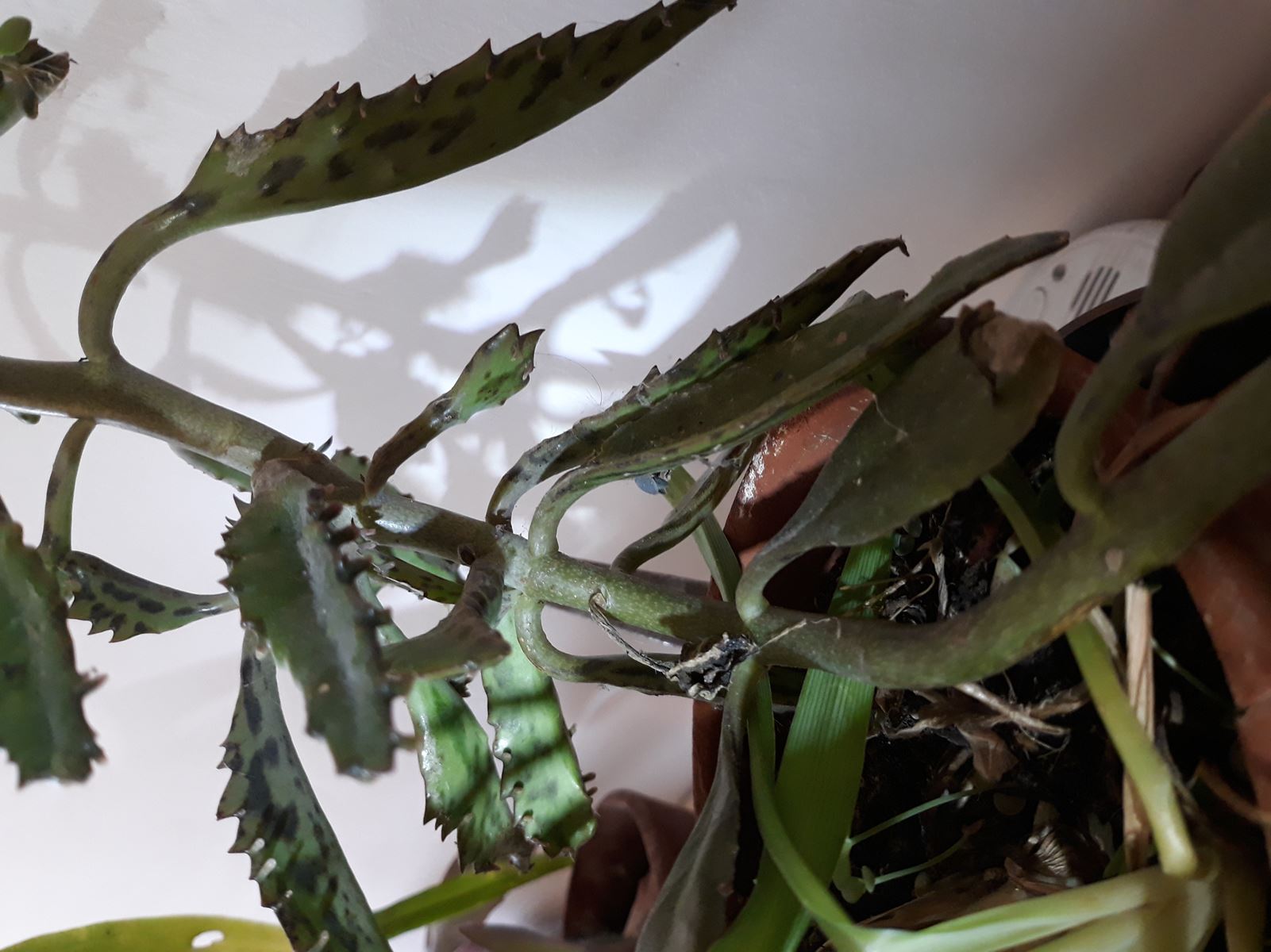 Annexe enracinement.jpg