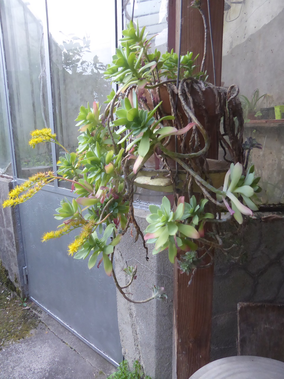 Annexe sedum-palmeri-20200412-51kleber.jpg