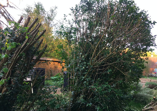 Annexe Troène contre Noisetier.png