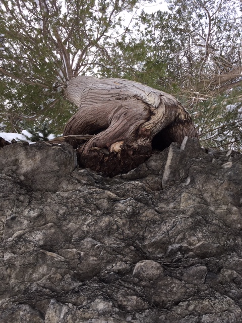 Annexe Thuyaoccidentalent.jpg