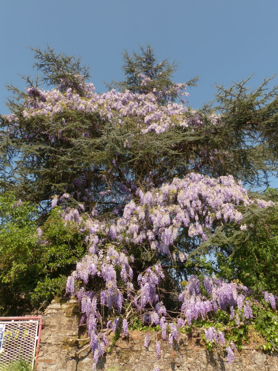 Annexe Glycine et pin, une envolée.jpg