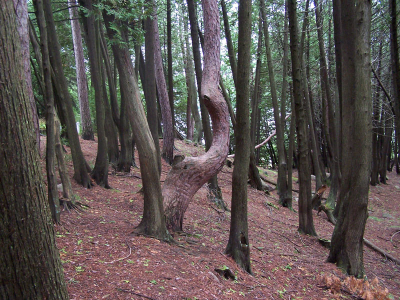 Annexe 04_FortTemiscamingue800px.jpg