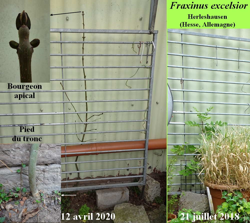 Annexe Frêne-JLP.jpg