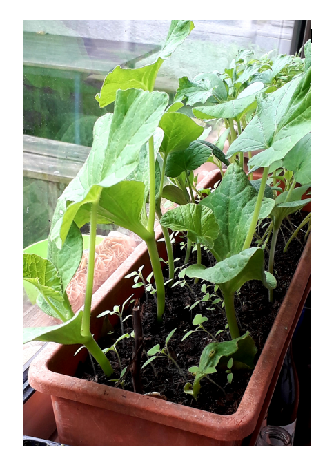 Annexe phototropisme.png