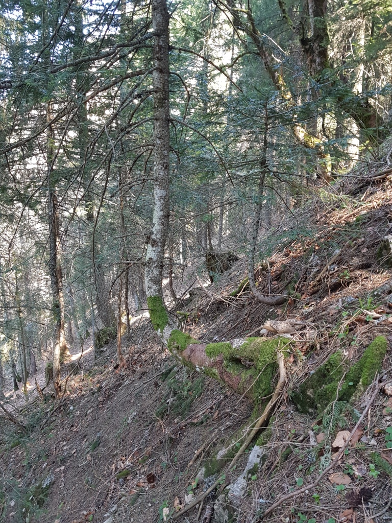 Annexe Abies_alba_tordu.jpg