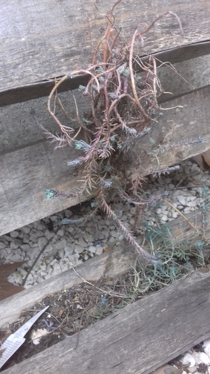 Annexe MOOC - photo croissance.jpg