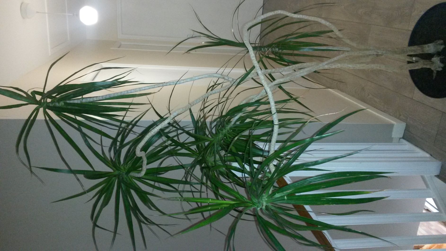 Annexe Dracaena marginata v2.jpg
