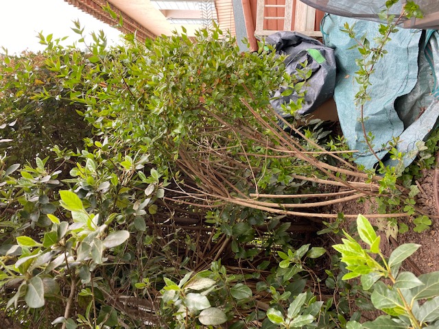 Annexe 3-3 Myrte commun (1).jpg