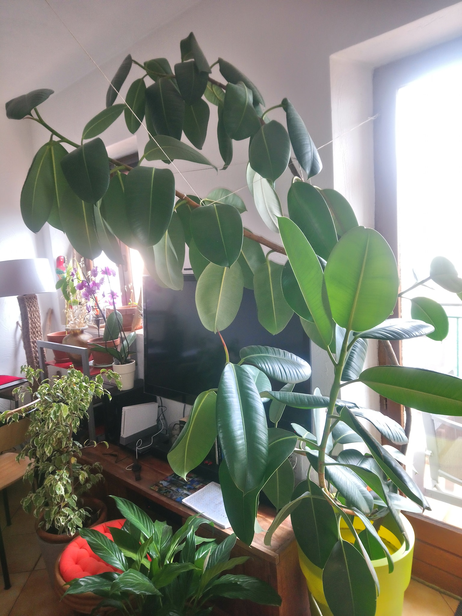 Annexe 93381290_10223105006879486_1922791660815646720_o.jpg