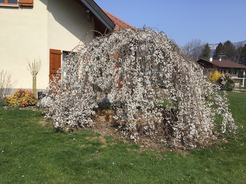 Annexe Cerisier-pleureur.jpg