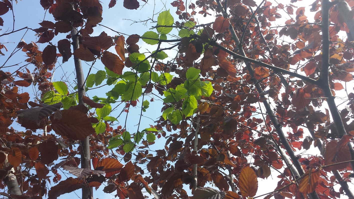 Annexe Corylus-maxima-avellana-pourpre-1.jpg