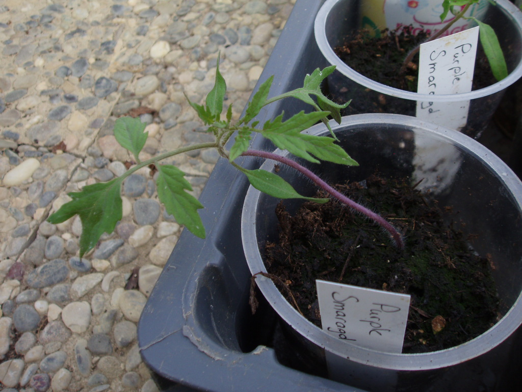 Annexe pied de tomate.JPG