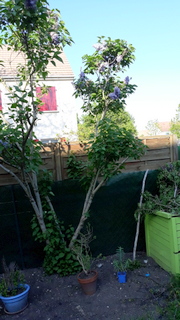 Annexe 20200413_181411.jpg