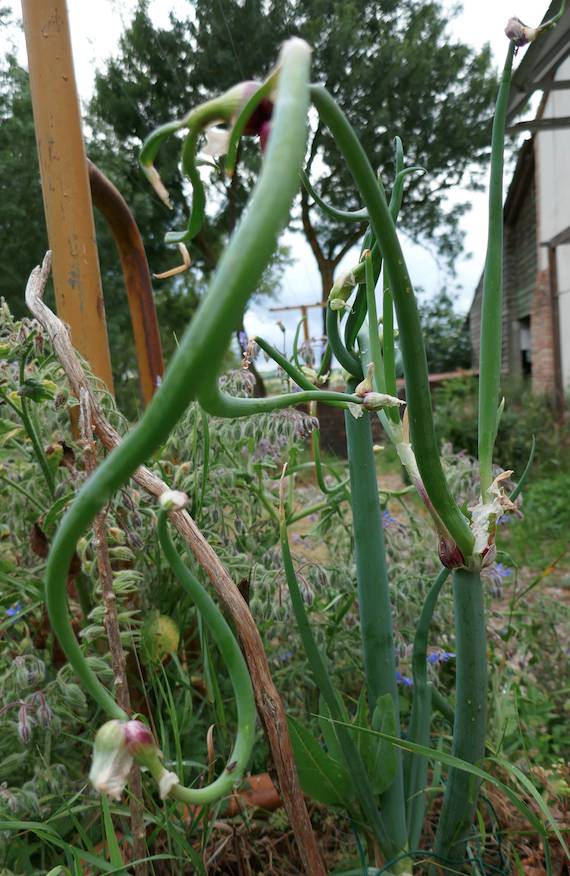 Annexe Oignon Rocambole.jpg