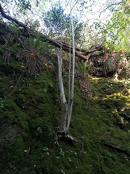 Annexe à la recherche de la lumière.jpg