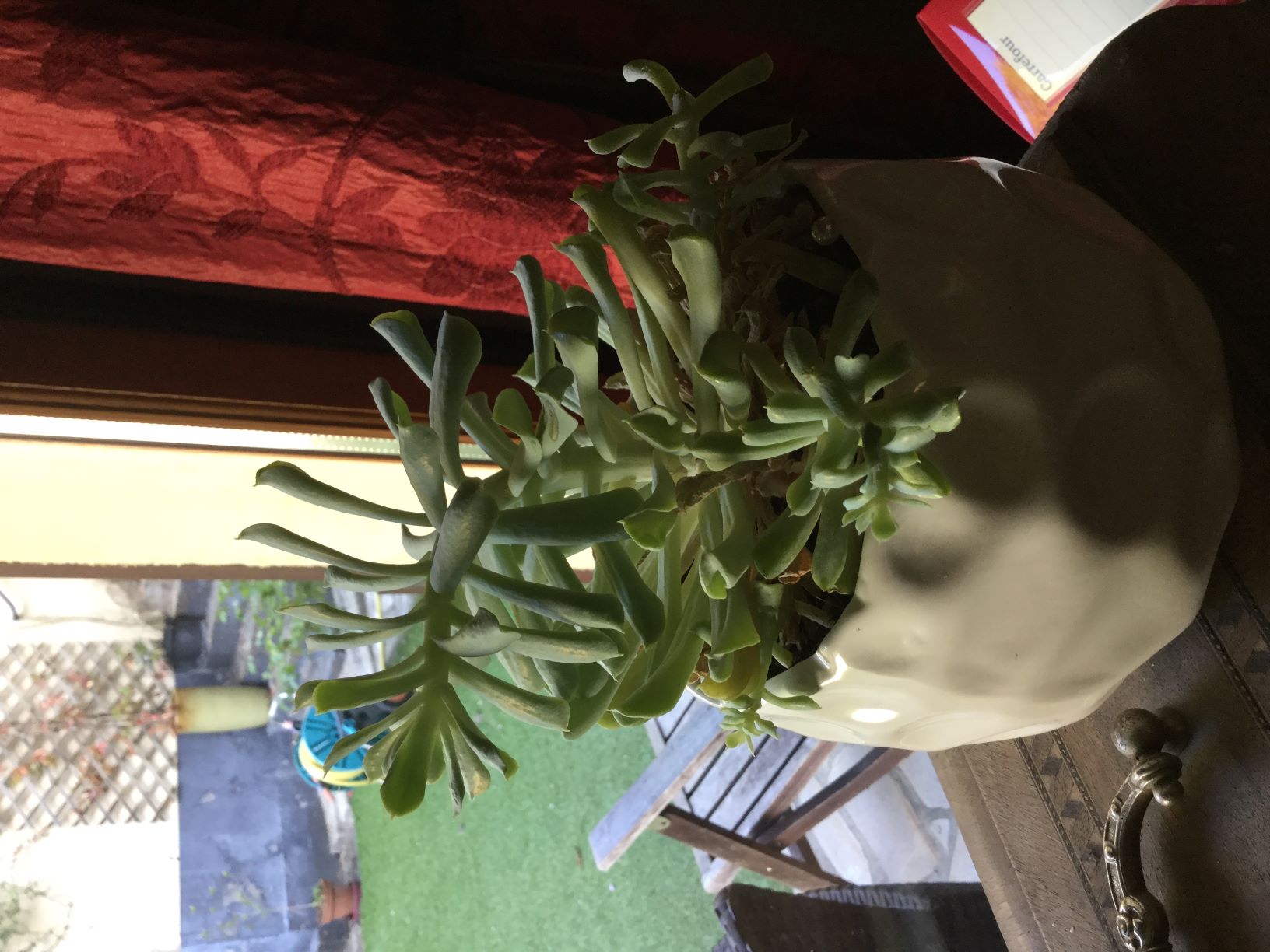 Annexe Echeveria cherchant la lumière.jpg