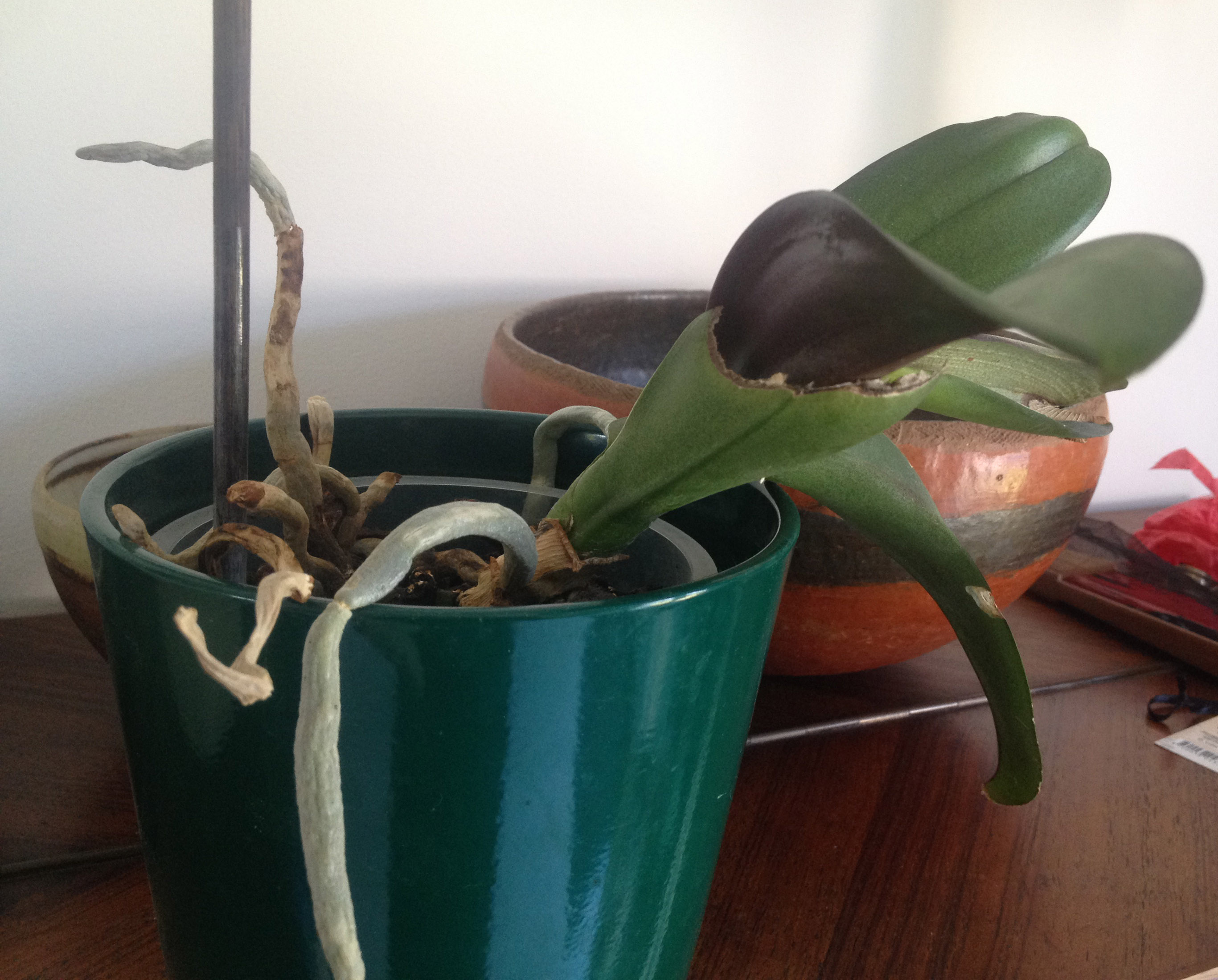 Annexe IMG_2451 copie.jpg